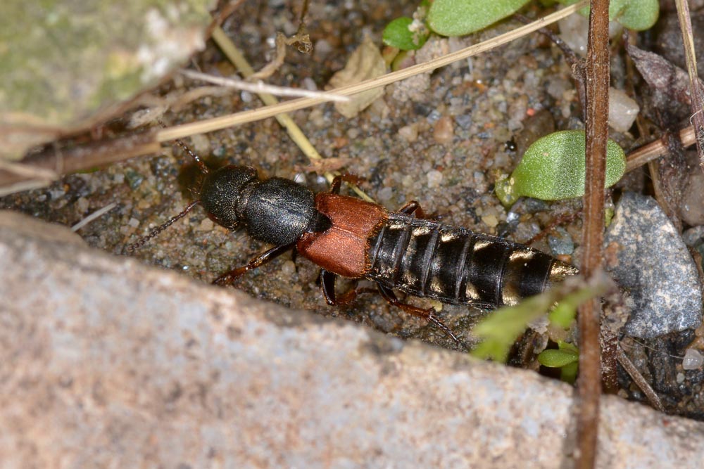 Platydracus stercorarius (Staphylinidae)